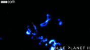blue planet ocean GIF by BBC Earth