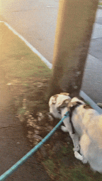 getdockwa dog kid best friend nephew GIF