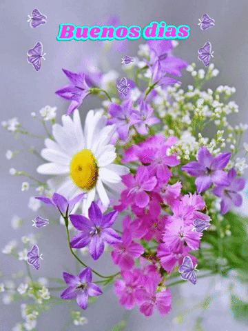 lolasurez giphyattribution GIF