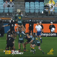 GIF by Wallabies Official