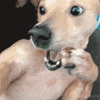 perro GIF