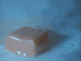 topshelfrecords blue flower guitar drums GIF