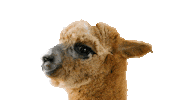 Side Eye Alpaca Sticker by TELUS