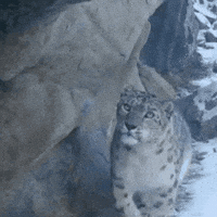 Cat Sniffing GIF by Snow Leopard Conservancy