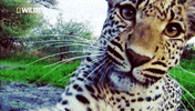 Close Up Leopard GIF