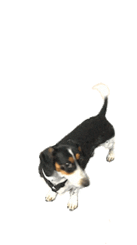 RobPruitt happy dog hungry dachshund Sticker
