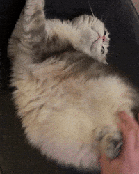 honeytofu cat dancing cat cat dance cat twerk GIF