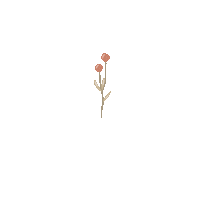 quimera_rosa nature flowers flores quimerarosa Sticker
