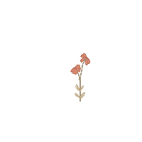 quimera_rosa flowers flores stationery quimerarosa Sticker