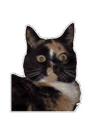 Cat Wtf Sticker by OWLY