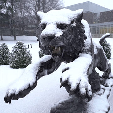 towsonuniversity giphyupload snow tiger statue GIF