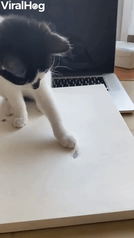 Kitty Finds Paper Bug A Little Sketchy
