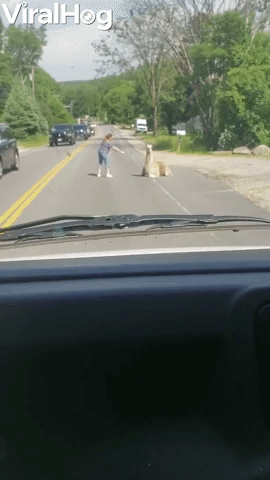 Llama Doesn't Want to Move off the Road