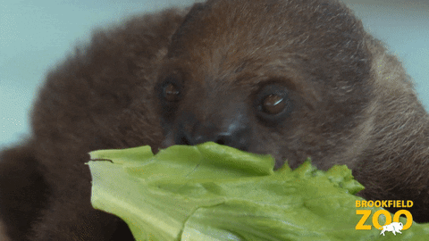 Kids Meal Baby GIF by Brookfield Zoo
