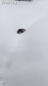Cat GIF by ViralHog