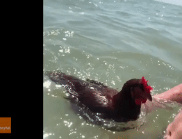 Cheerful Chicken Enjoys Swim at Saint George Island State Park