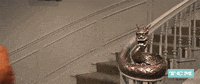 tcm old hollywood tcm 50s turner classic movies GIF