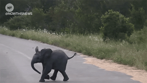 fun elephant GIF by NowThis 