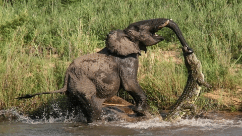 elephant attack GIF