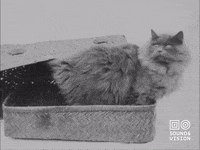 Cat GIF by Beeld & Geluid