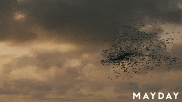 Film Festival Dance GIF by Magnolia Pictures