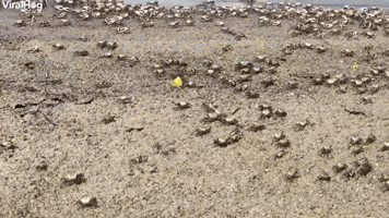 Invasion of Fiddler Crabs on Florida Coast