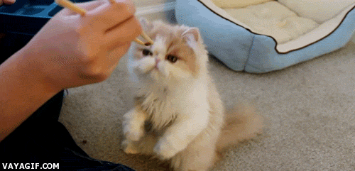 kitty eating GIF