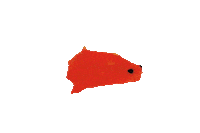 AsukaGruen nature water animal fish Sticker