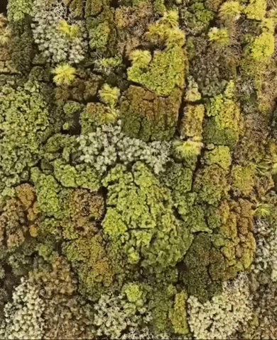 moodman giphyupload trippy aerial view tree tops GIF