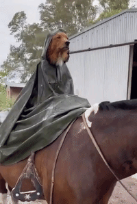 Rescue Dog Rides Horse