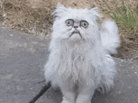 Cat GIF by Siply