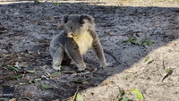 Blind Koala in Care Winks at the Camera