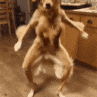 The Dog GIF
