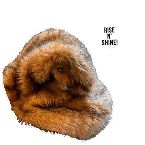 hsbroward giphyupload dogs puppy sleepy Sticker