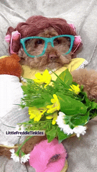 Toy Poodle Baby GIF
