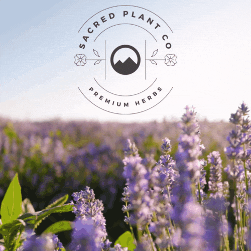 SacredPlantCo giphyupload plant lavender sacred GIF