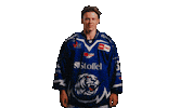 Tigershockey Sticker by Straubing Tigers
