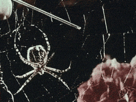 open knowledge vintage GIF by Okkult Motion Pictures