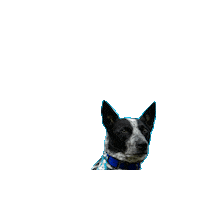 Star Wars Strider Sticker by Geekster Pets