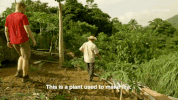 viceland GIF by JUNGLETOWN