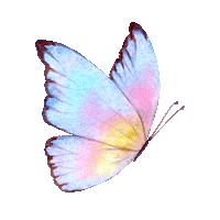 Color Fly Sticker