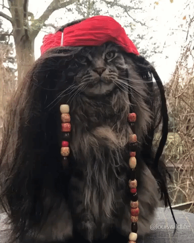 Cat Channels Pirates of the Caribbean With New Hairstyle