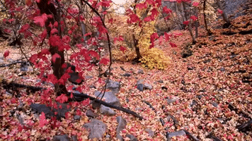 Crunchy Leaves in Taylor Canyon