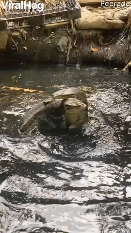 Monitor Lizards Hug It Out