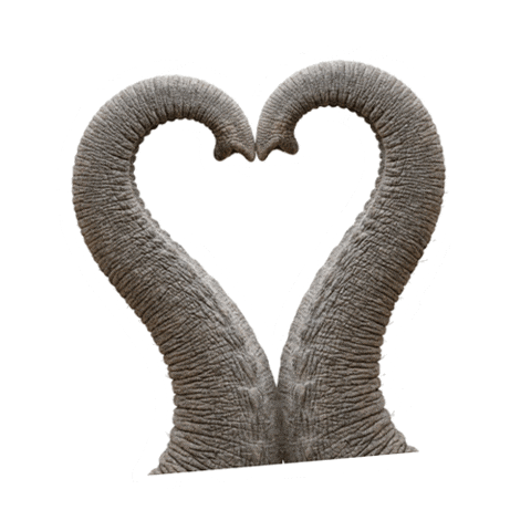 Heart Trunk Sticker by Caparol Deutschland