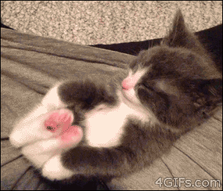 kitty stretching GIF