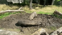 'Demon Pigs' Roll Around in Mud as They Make London Zoo Debut