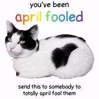 April Fools Cat GIF