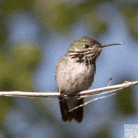 Bbc Earth Wildlife GIF by BBC America