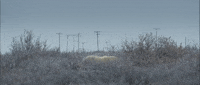Polar Bear Winter GIF by TIFF